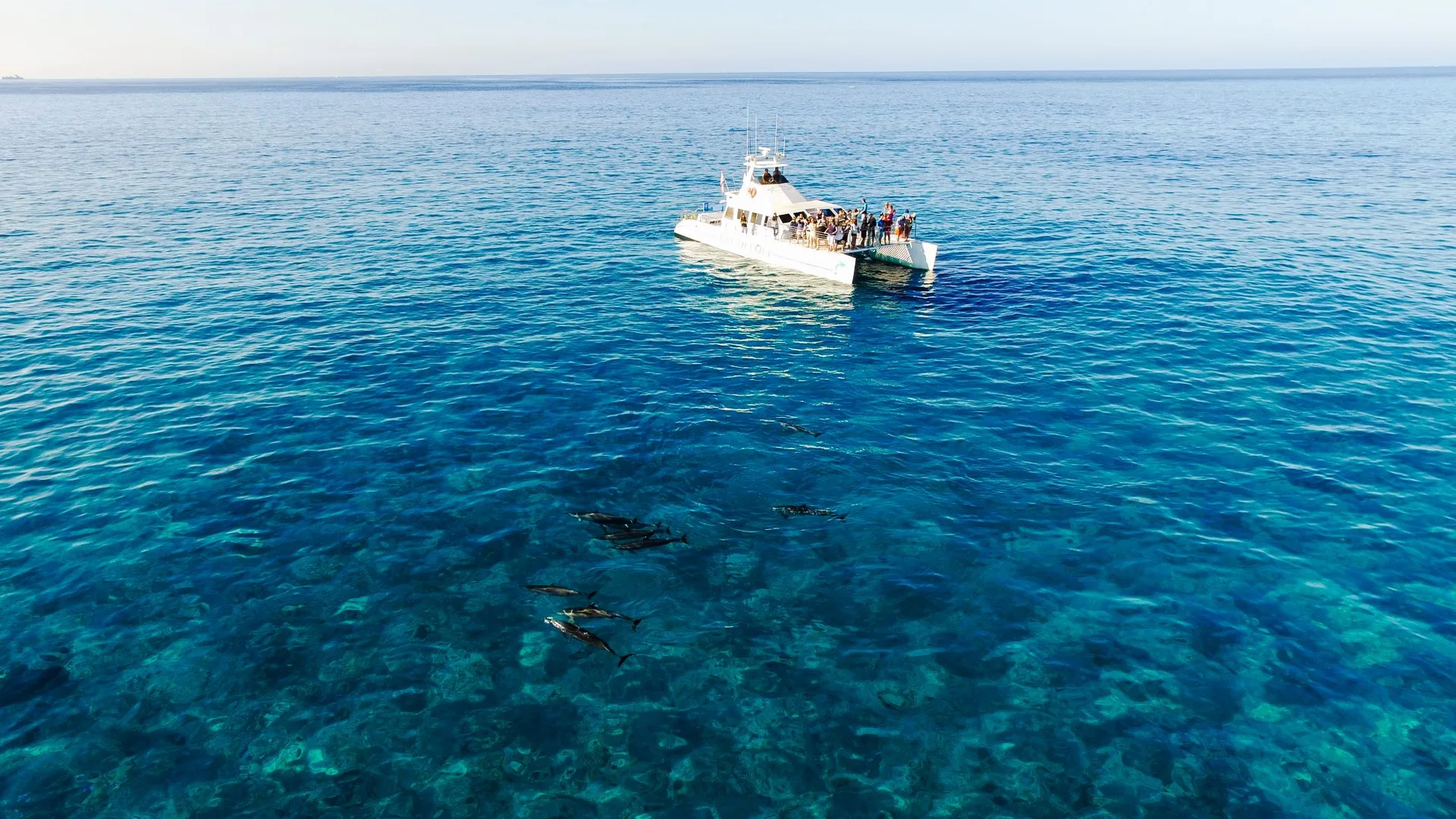 Dolphin viewing from above