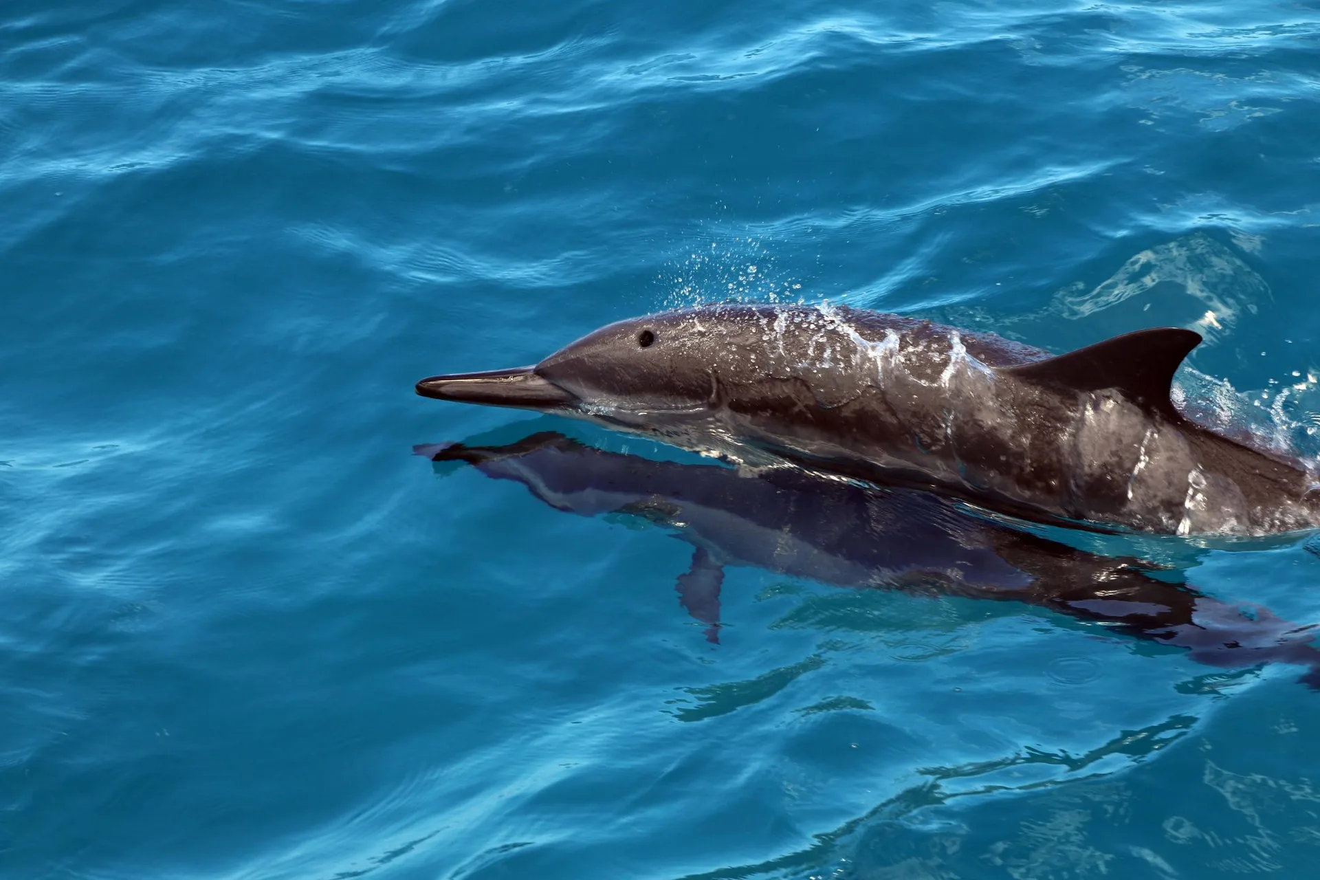 Spinner dolphin leaping