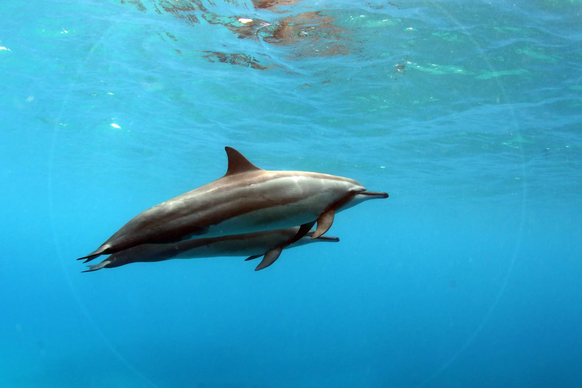 Spinner dolphin underwater