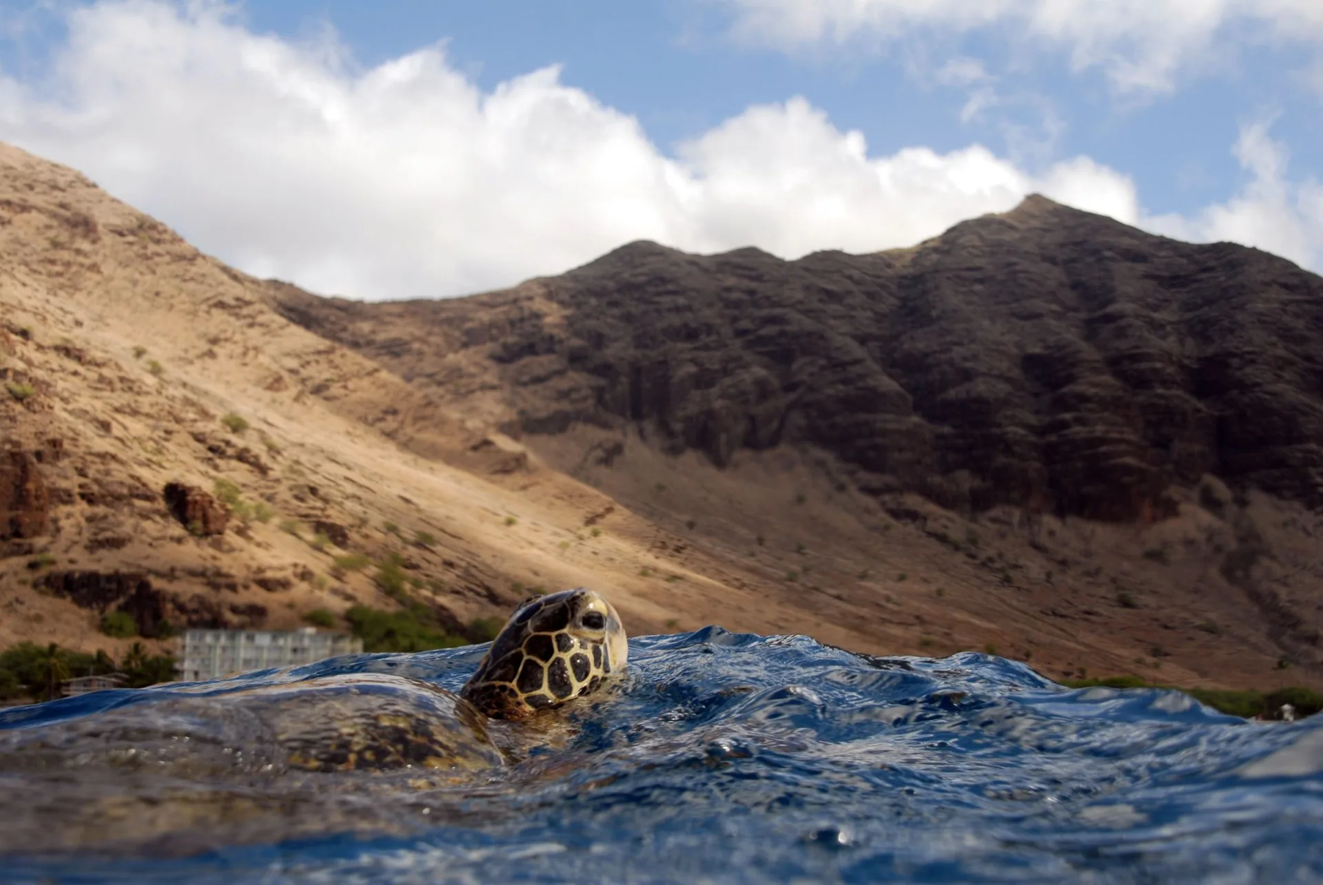 Green sea turtle on the reef