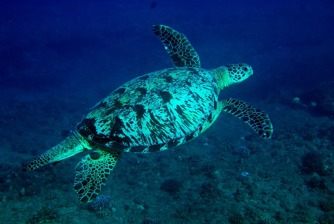 Snorkel with honu — Hawaiian green sea turtles — at protected reefs along the Waiʻanae coast.