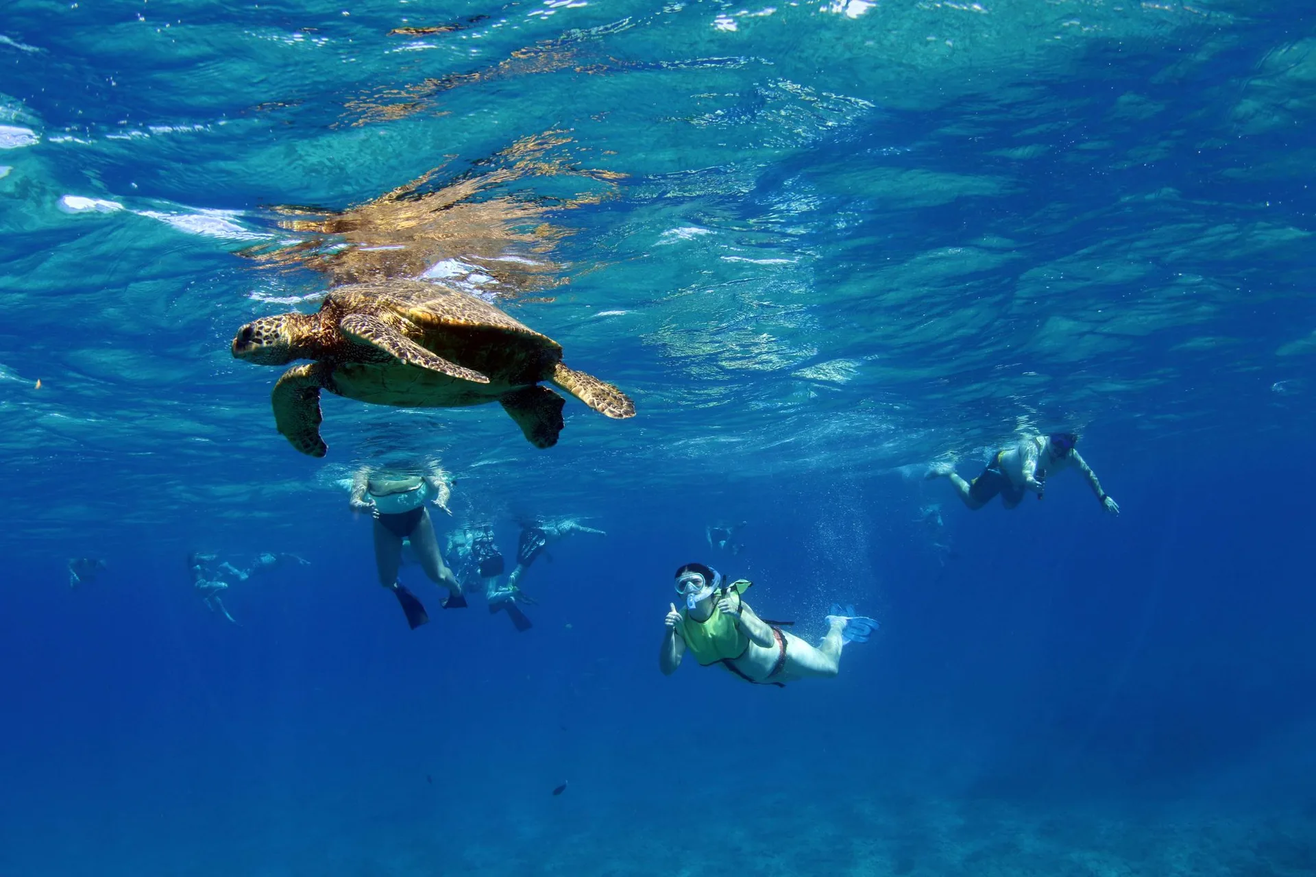 Snorkeling beside a honu