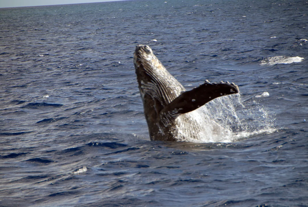 Each winter, North Pacific humpback whales migrate to Hawaiian waters. From the Waiʻanae coast, we get front-row seats to breaches and tail-slaps.