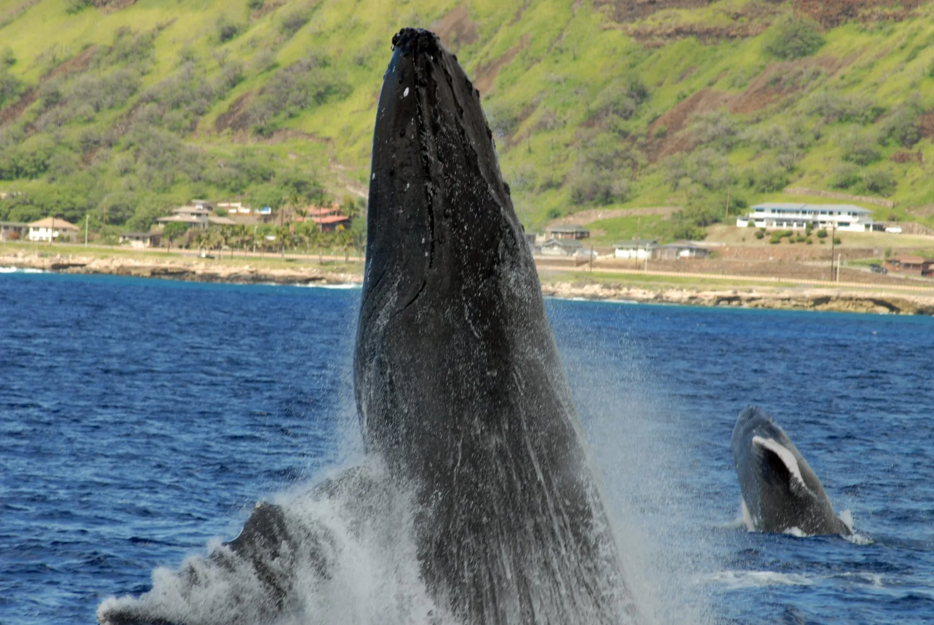 Humpback breach (Dec–Apr)