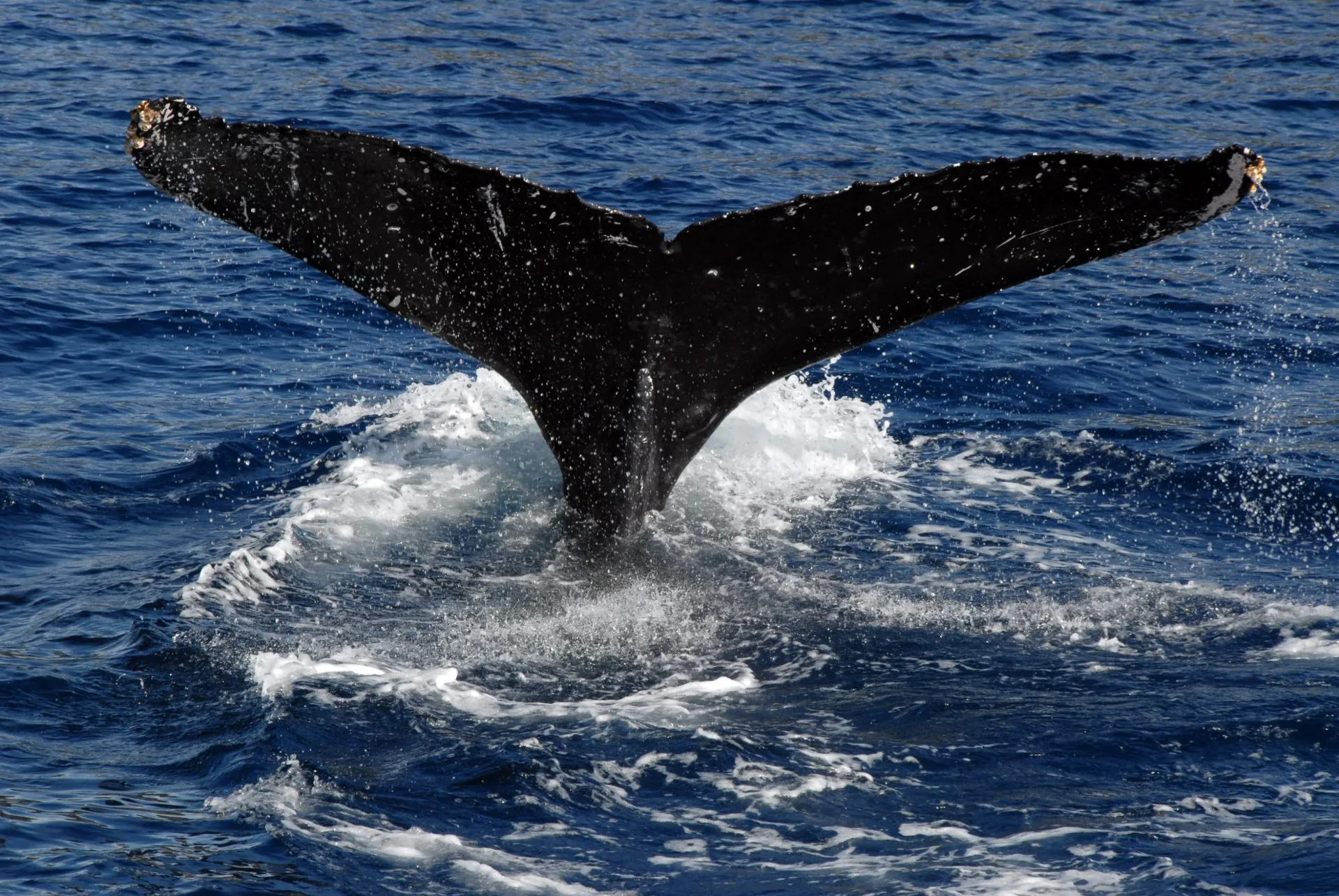 Humpback fluke in the channel