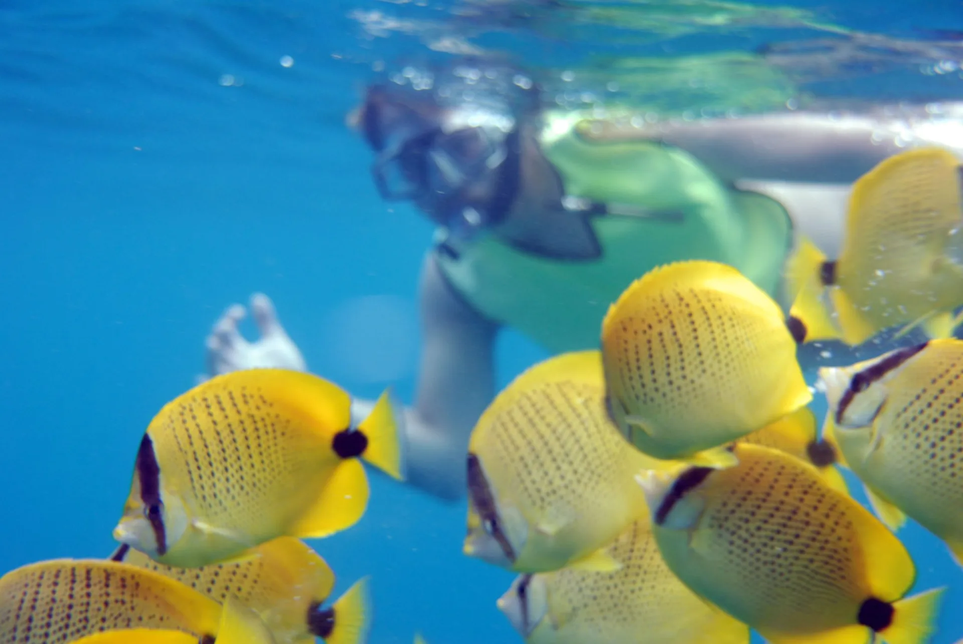 Yellow tangs over the reef