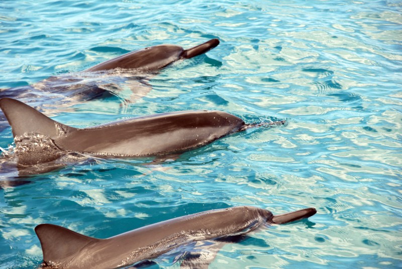 OCEAN-JOY-CRUISES-10289 OCEAN-JOY-CRUISES-10289