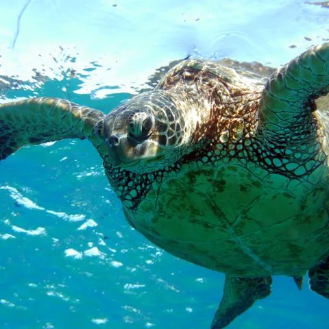 a turtle swimming under water