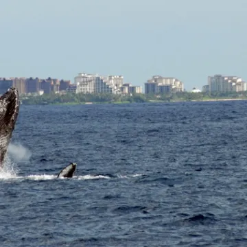 a-whale-on-oahu-best-time-of-year