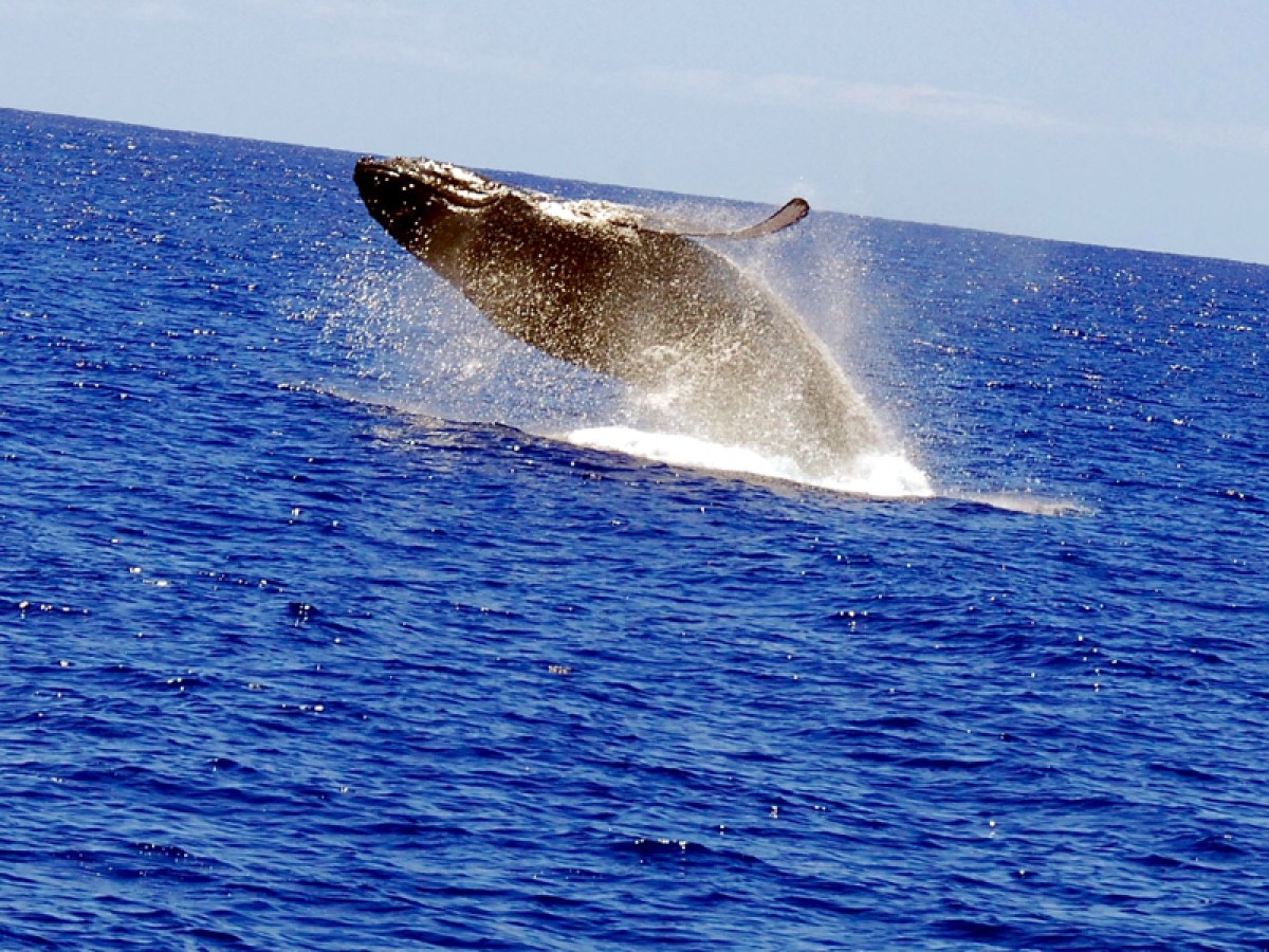 Breach whale