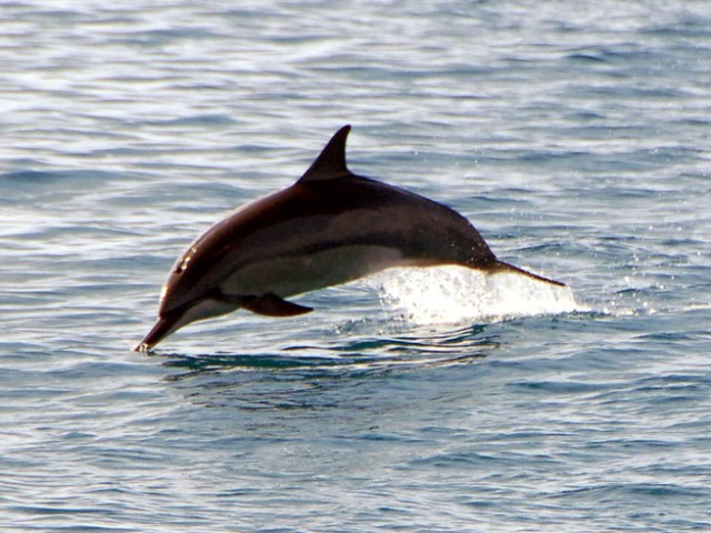 download-221 Dolphin jumping