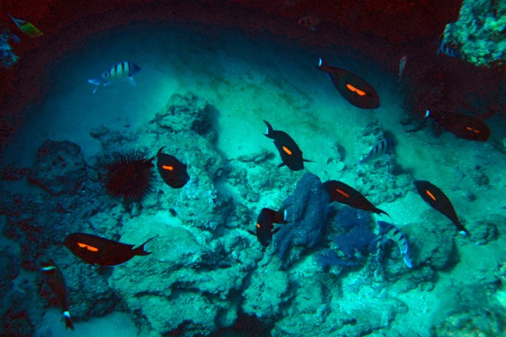 Fish and underwater scene