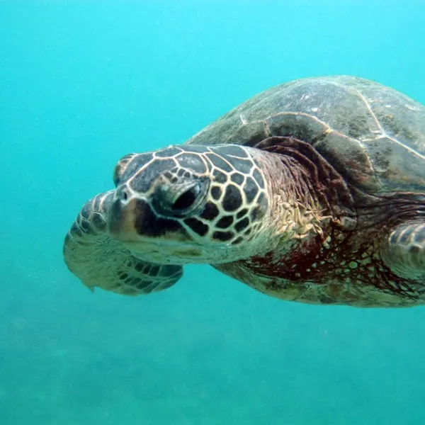 Sea turtle