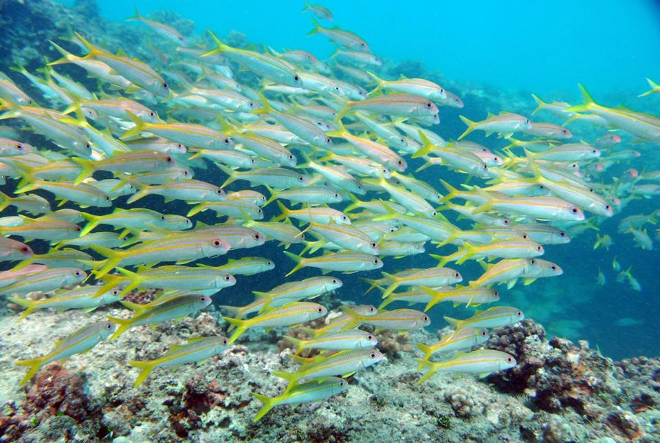 best-time-of-day-for-snorkeling-oahu