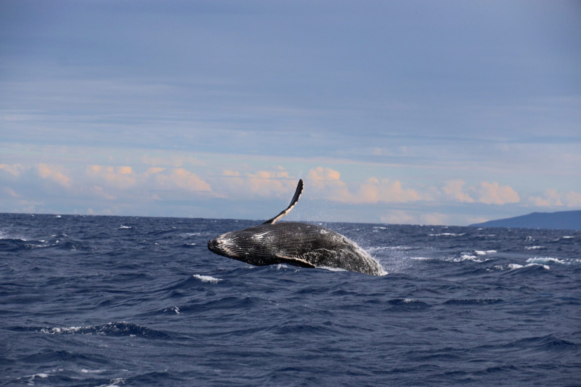 a whale out of water in oahu’s ocean whale watching on oahu guide