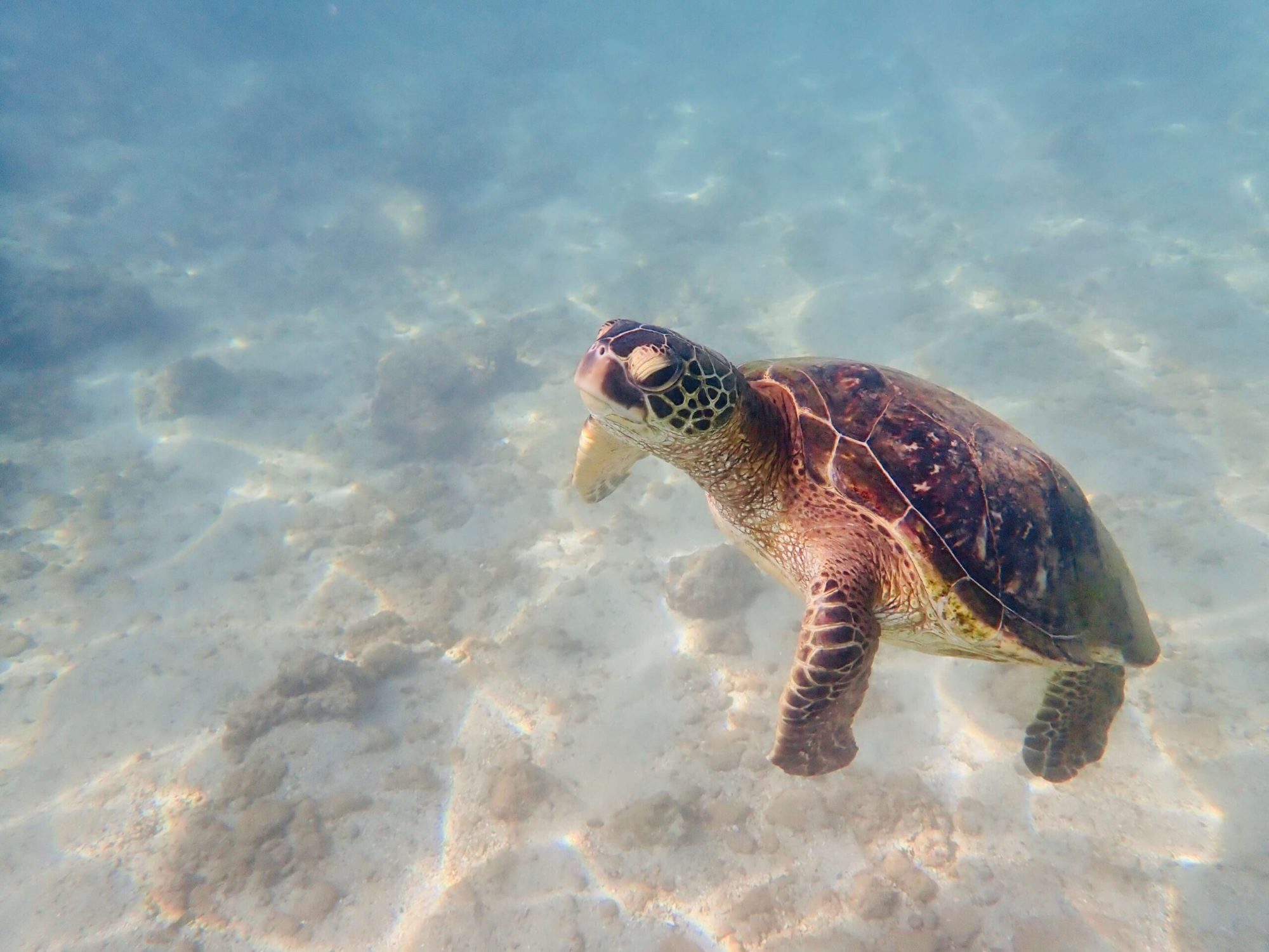 a-turtle-in-the-ko-olina-lagoons-on-oahu a-turtle-in-the-ko-olina-lagoons-on-oahu