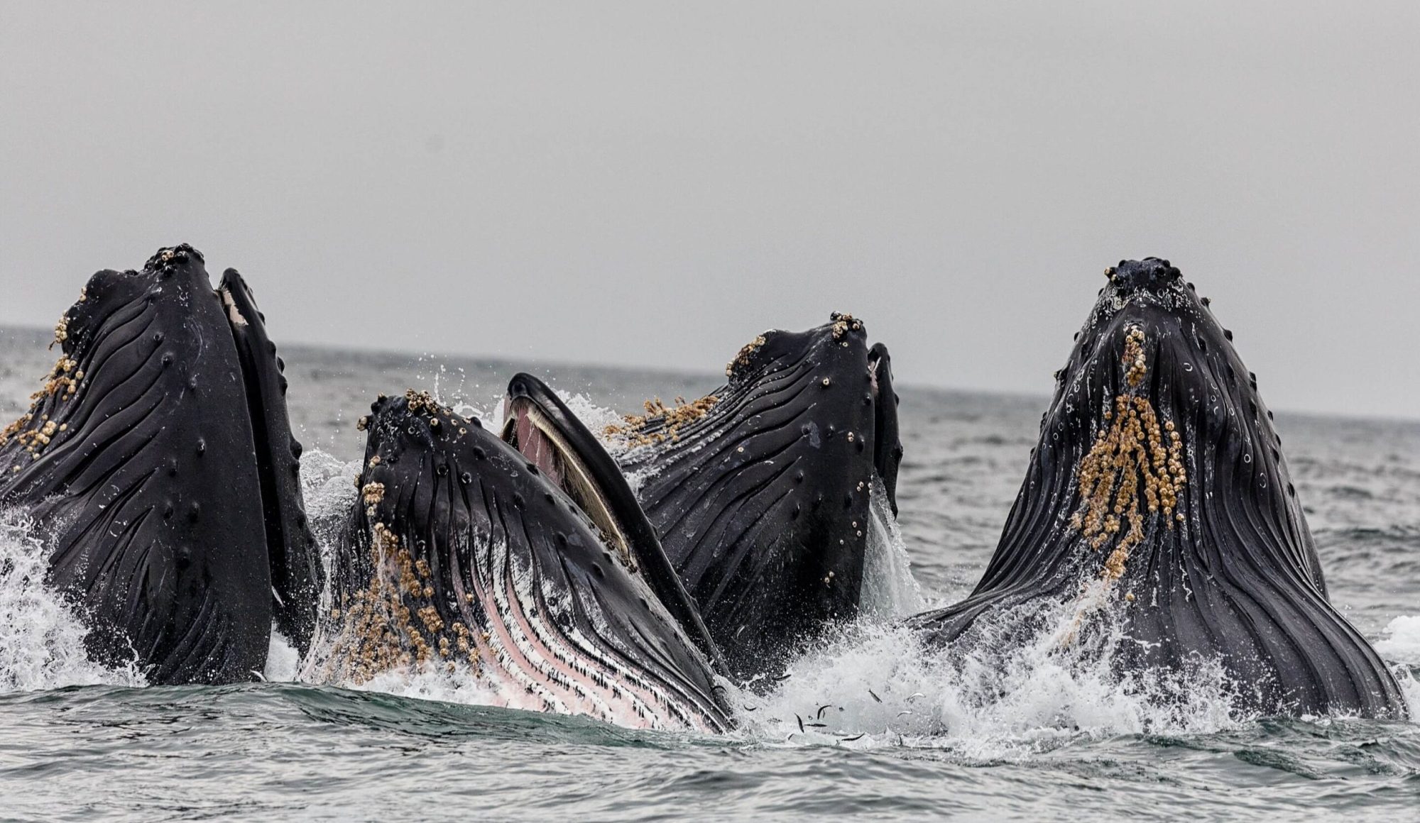 a-bunch-of-whales-poking-their-heads-out-of-the-water a-bunch-of-whales-poking-their-heads-out-of-the-water